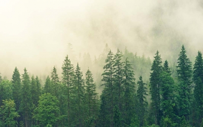 Los bosques también luchan contra la sequía