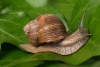 ¿Es cierto que la baba de caracol tiene propiedades curativas?