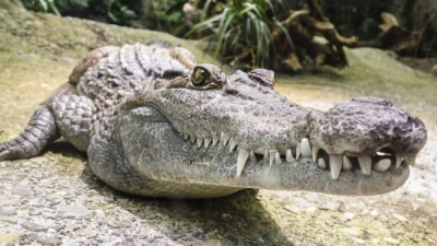 Cuál es el significado de los animales según la psicología